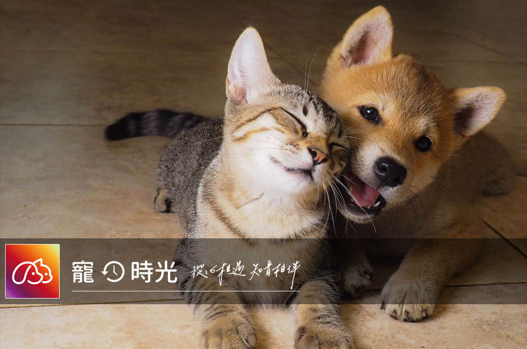 ▲▼寵時光,App,毛小孩,月老。（圖／寵時光App提供）