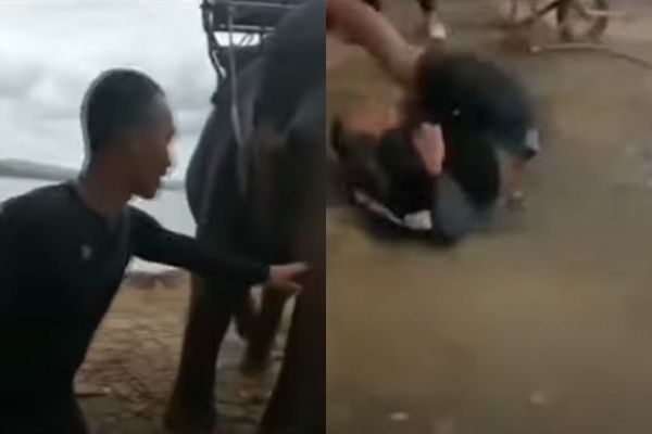 7330583 ▲▼手癢「戳大象屁股」! 女遊客下秒被踹飛還大走光。(圖/翻攝自Tuổi Trẻ Media)
