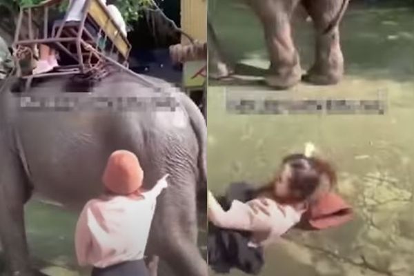 7330584 ▲▼手癢「戳大象屁股」! 女遊客下秒被踹飛還大走光。(圖/翻攝自Tuổi Trẻ Media)