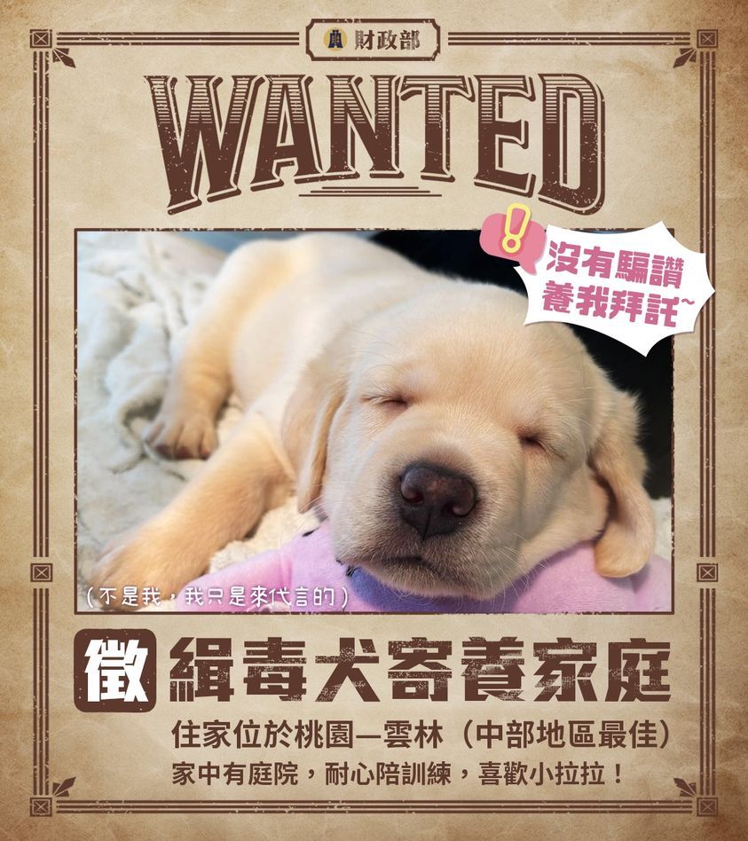 ▲▼海關緝毒犬培訓中心可愛小拉拉　徵寄養家庭。（圖／財政部臉書官網）