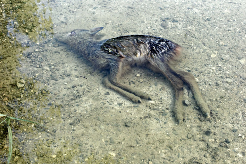 殭屍鹿病毒再擴散全美31洲　黃石公園淪陷專家憂：恐傳染給人類