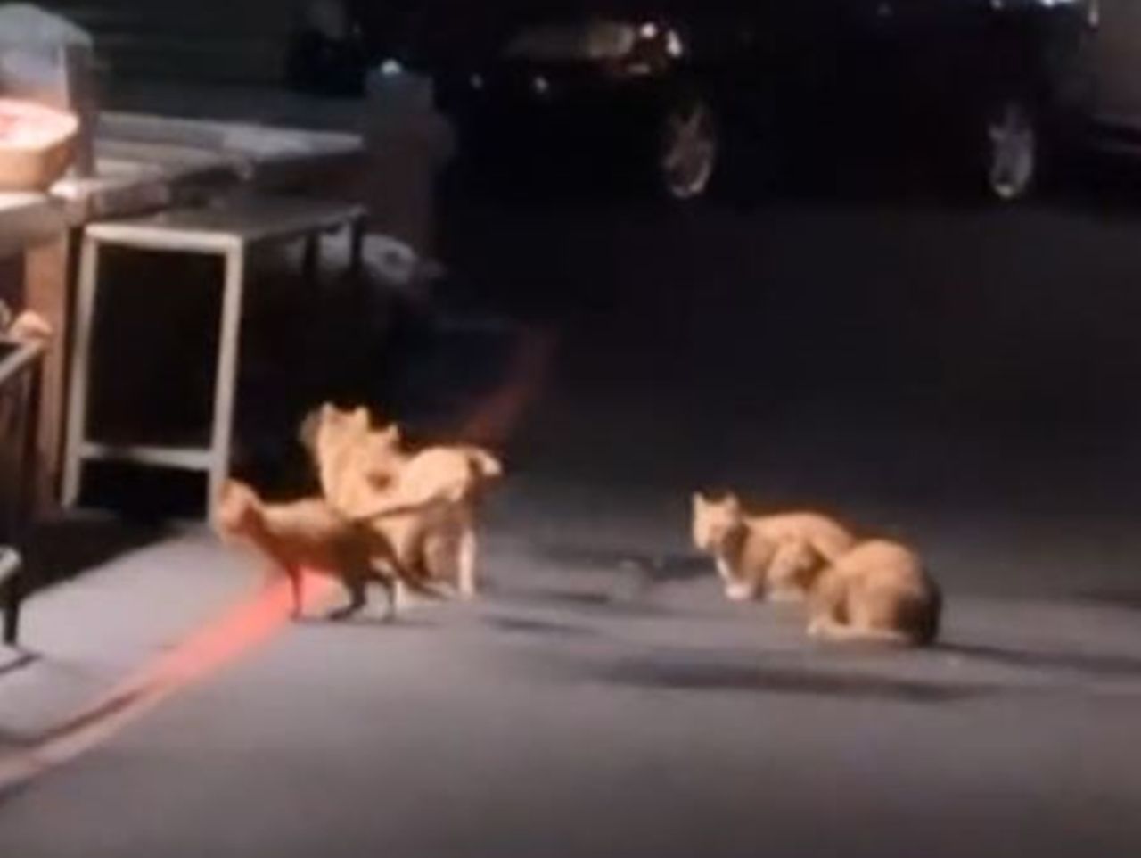 ▲▼橘貓軍團半夜現身菜市場！集體等宵夜萌翻了。（圖／翻攝自Tik Tok）