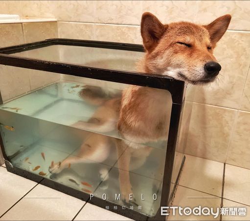 柴犬柚子。（圖／粉專柴犬柚子&栗子⊙ω⊙柚柚切嗑鬧提供）