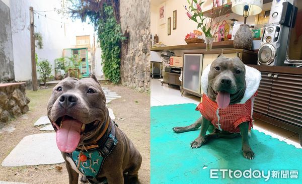 ▲▼出國整理行李箱　惡霸犬坐進去「把自己打包」吐舌歪頭：帶上我？（圖／有點毛毛的／網友何珞琳提供）