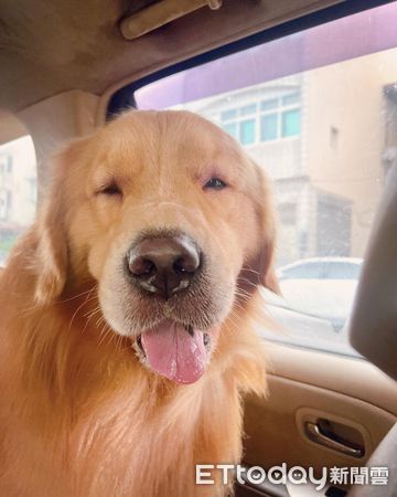 ▲黃金獵犬急性過敏「腫成豬頭」　變瞇瞇小眼臉頰變肥：看不到路了。（圖／粉專「球Mei家的小確幸」提供，請勿隨意翻拍，以免侵權。）