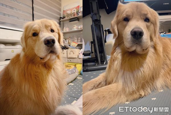 ▲黃金獵犬急性過敏「腫成豬頭」　變瞇瞇小眼臉頰變肥：看不到路了。（圖／粉專「球Mei家的小確幸」提供，請勿隨意翻拍，以免侵權。）