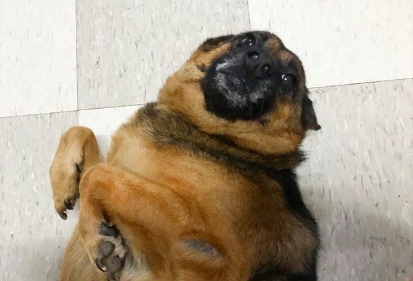 ▲▼愛犬躺地板翻肚「海豹臉」折手討摸　飼主每天被萌暈：太可愛了。（圖／有點毛毛的／網友PeiPei Dee提供）