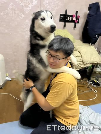 ▲哈士奇「淑哈」。（圖／有點毛毛的／飼主呂詩琪）