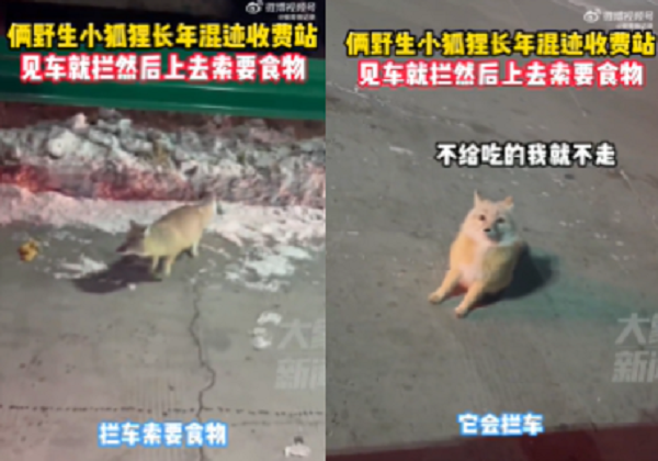 ▲▼小狐狸坐在路邊，向經過的人索取過路費。（圖／翻攝自微博／椒哥微記錄）