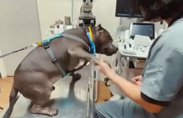 ▲▼惡霸犬看診「興奮搖尾巴」　衝進診間找獸醫討摸：好想你喔。（圖／有點毛毛的／網友何珞琳提供）