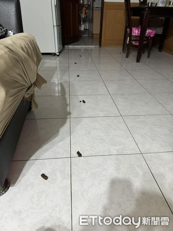 ▲急著出門上班！小瑪在家「沿路大便」超長一串　他傻眼：大成這樣。（圖／網友沈先生提供，請勿隨意翻拍，以免侵權。）