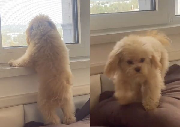 ▲▼ 泰迪貴賓犬蛋卷。（圖／翻攝自抖音／一坨蛋卷呀）
