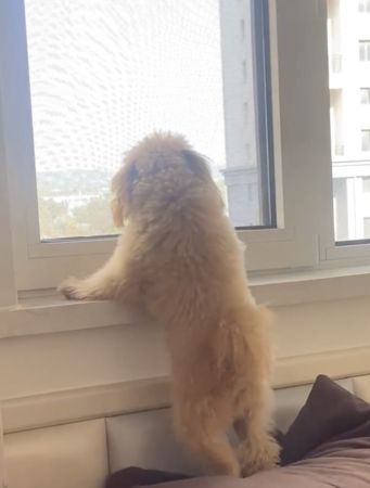 ▲▼ 泰迪貴賓犬蛋卷。（圖／翻攝自抖音／一坨蛋卷呀）
