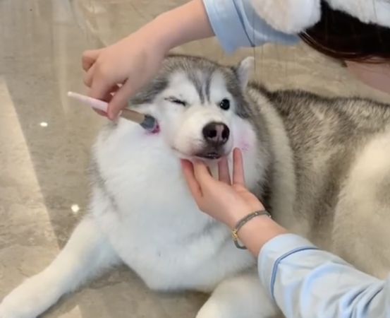 ▲▼火龍狗。（圖／翻攝自微博／郝大豬）