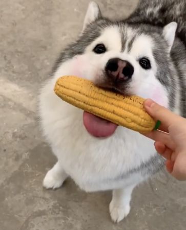 ▲▼火龍狗。（圖／翻攝自微博／郝大豬）