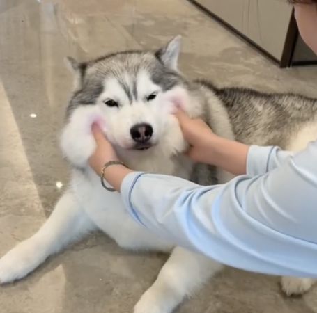 ▲▼火龍狗。（圖／翻攝自微博／郝大豬）