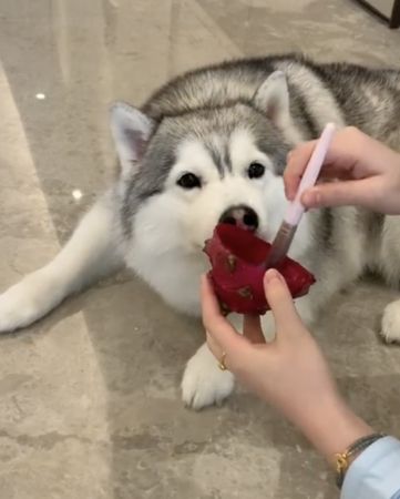 ▲▼火龍狗。（圖／翻攝自微博／郝大豬）