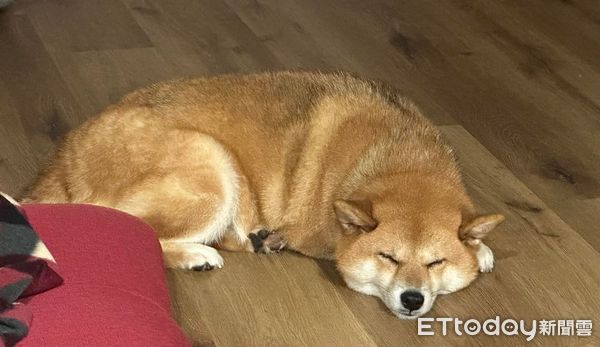 ▲▼門明明有開！固執柴「堅持不鑽縫隙」　媽曝原因笑翻粉絲：牠老大。（圖／飼主Karen提供）