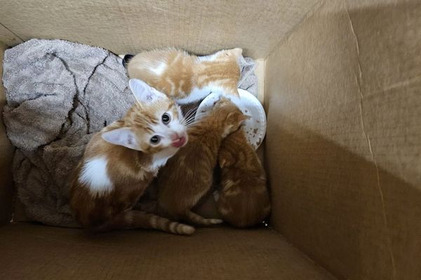 ▲▼垃圾桶傳出哭聲！　他翻開紙箱見「4坨虛弱小毛球」志工氣炸。（圖／翻攝自fb@Noelle`s Foster Kittens）