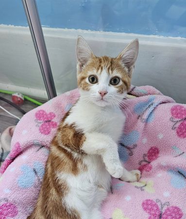 ▲▼工人從紙箱裡發現小貓。（圖／翻攝自FB「Noelle`s Foster Kittens」）