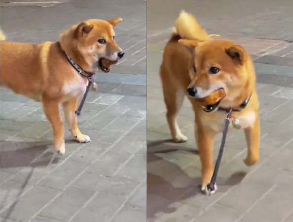 d7331765 柴柴偷吃豬腳踢到鐵板。(圖/翻攝自微博@全是柴犬啊)