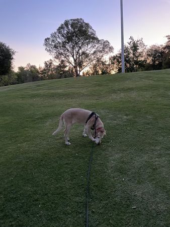 狗狗離世飼主做成3D影像。（圖／翻攝自X@Wolkwhisky）