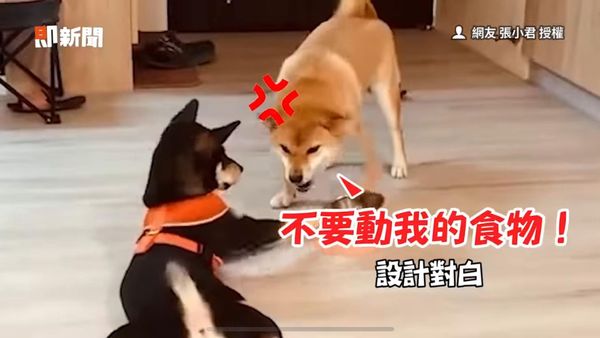 d7332983 ▲▼財財在警告黑皮不要碰牠的碗。(圖/即新聞/網友張小君授權)