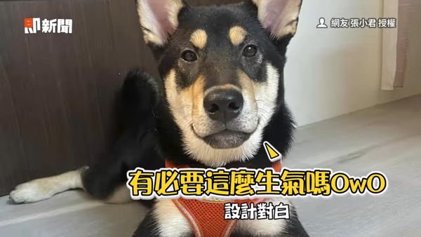 d7332995 ▲▼愛玩的黑皮。(圖/即新聞/網友張小君授權)