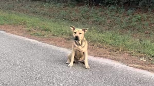 ▲▼ 流浪犬坐在庇護所門外等待救援           。（圖／翻攝自Instagram／@offthegridanimalsanctuary）