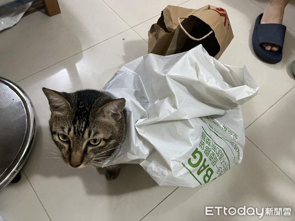 ▲奴才挑戰「餵貓時突然跑走」　虎斑臉放大看笑噴千人：晚上小心了。（圖／飼主鍾小姐提供）