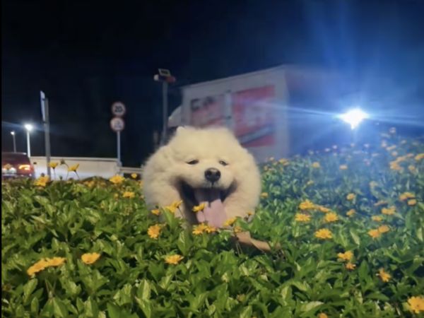 ▲▼薩摩耶。（圖／翻攝自抖音／李十九）