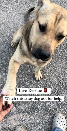 ▲▼流浪犬伸出爪子彷彿在求救。（圖／翻攝自Instagram／@offthegridanimalsanctuary）