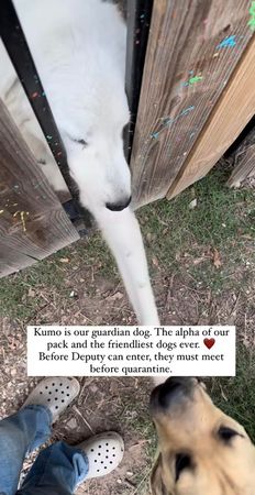 ▲▼Kumo看見新朋友的到來非常興奮。（圖／翻攝自Instagram／@offthegridanimalsanctuary）