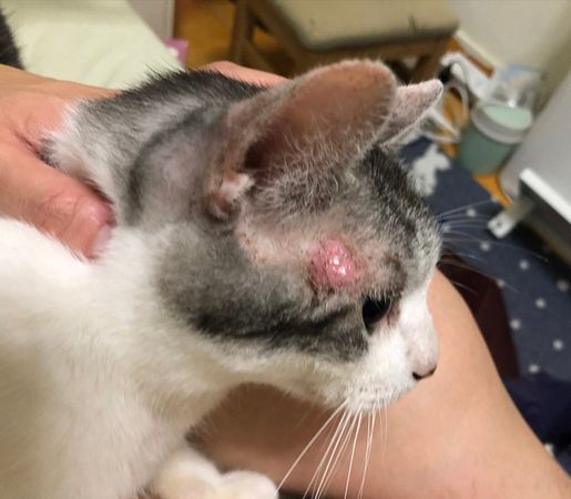 d7333382 貓咪恰恰。(圖/恰恰媽媽提供)