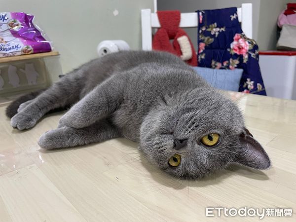 d7333429 ▲搬完家找嘸貓以為跑出去了 「石化灰雕像」塞牆角面壁讓媽鬆口氣。(圖/YouTube/巧巧小日子提供)