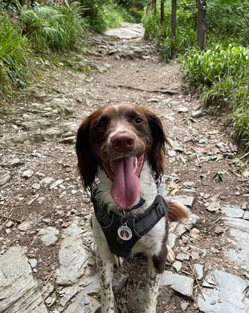 ▲愛犬突奔進樹林！帶主人找到「失蹤6天貓朋友」　困30M深井嚇瘋他。（圖／翻攝自Facebook／Calweton Veterinary Group）