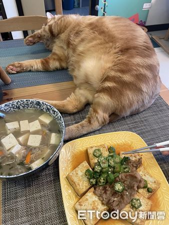 ▲▼橘子 橘獸。（圖／網友林小姐提供，請勿隨意翻拍，以免侵權）