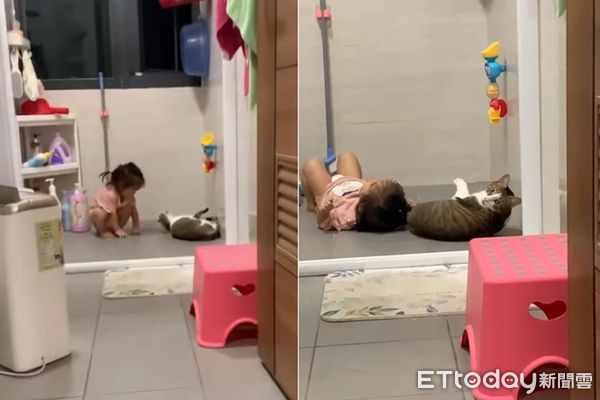 d7334391 ▲▼貓咪揪妹妹「練習碰瓷」 手把手教學萌翻奴才:同時喝醉酒膩。(圖/有點毛毛的/飼主張吐司)