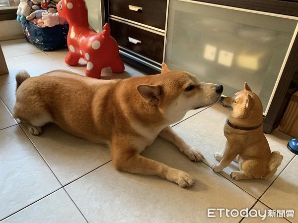 d7334465 ▲▼柴犬靠近新朋友,瘋狂試探是不是同伴。(圖/網友徐先生提供,請勿隨意翻拍,以免侵權。)