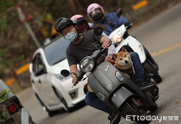 d7334466 ▲▼柴犬靠近新朋友,瘋狂試探是不是同伴。(圖/網友徐先生提供,請勿隨意翻拍,以免侵權。)