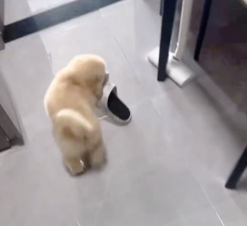 ▲▼ 黃金獵犬。（圖／翻攝自抖音@不想變大的奇森）