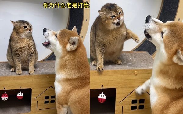 ▲▼柴犬瘋狂對貓咪哀嚎，被貓拳猛揍一頓。（圖／翻攝自微博／奧斯卡和糖糖姊）