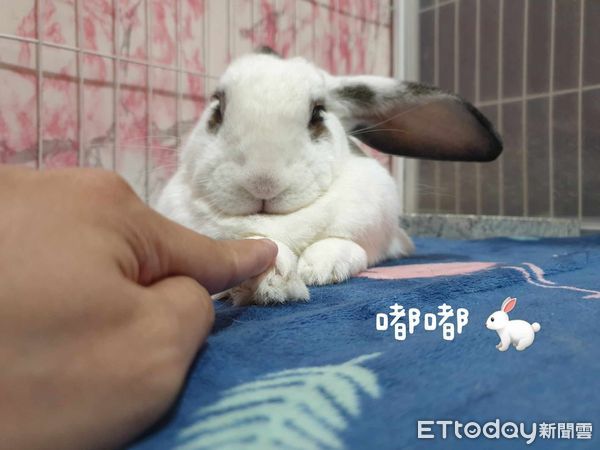 d7334960 ▲車被霸占!他被迫看「浪浪洗澡秀」 呆站2分鐘尬問:繼續等嗎?。(圖/網友嘟嘟拔提供)