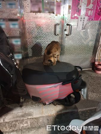 d7334961 ▲車被霸占!他被迫看「浪浪洗澡秀」 呆站2分鐘尬問:繼續等嗎?。(圖/網友嘟嘟拔提供)