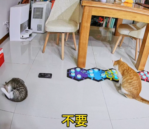 ▲▼ 聰明的點點。（圖／翻攝自IG）