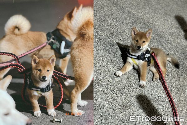 ▲誰偷吃泡芙？大狗堆藏一隻「奶油鼻頭柴」　爸笑： 人犯非常明確。（圖／粉專「茶蛋一家」提供）