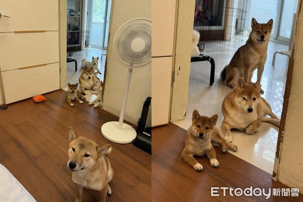 ▲誰偷吃泡芙？大狗堆藏一隻「奶油鼻頭柴」　爸笑： 人犯非常明確。（圖／粉專「茶蛋一家」提供）