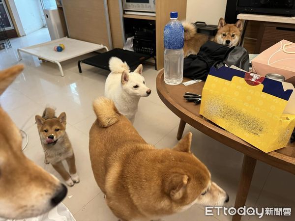 ▲誰偷吃泡芙？大狗堆藏一隻「奶油鼻頭柴」　爸笑： 人犯非常明確。（圖／粉專「茶蛋一家」提供）