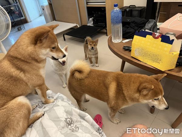 ▲誰偷吃泡芙？大狗堆藏一隻「奶油鼻頭柴」　爸笑： 人犯非常明確。（圖／粉專「茶蛋一家」提供）