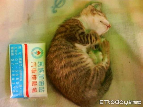 ▲米克斯貓「波妞」。（圖／飼主范先生、范太太提供）